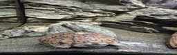 Turtle reptiles for sale: Loggerhead Musk Turtle - Advert 5