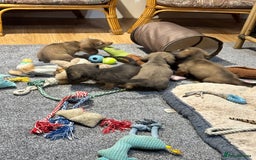 Miniature Dachshund dogs for sale: Gorgeous shaded cream pups - Image 16