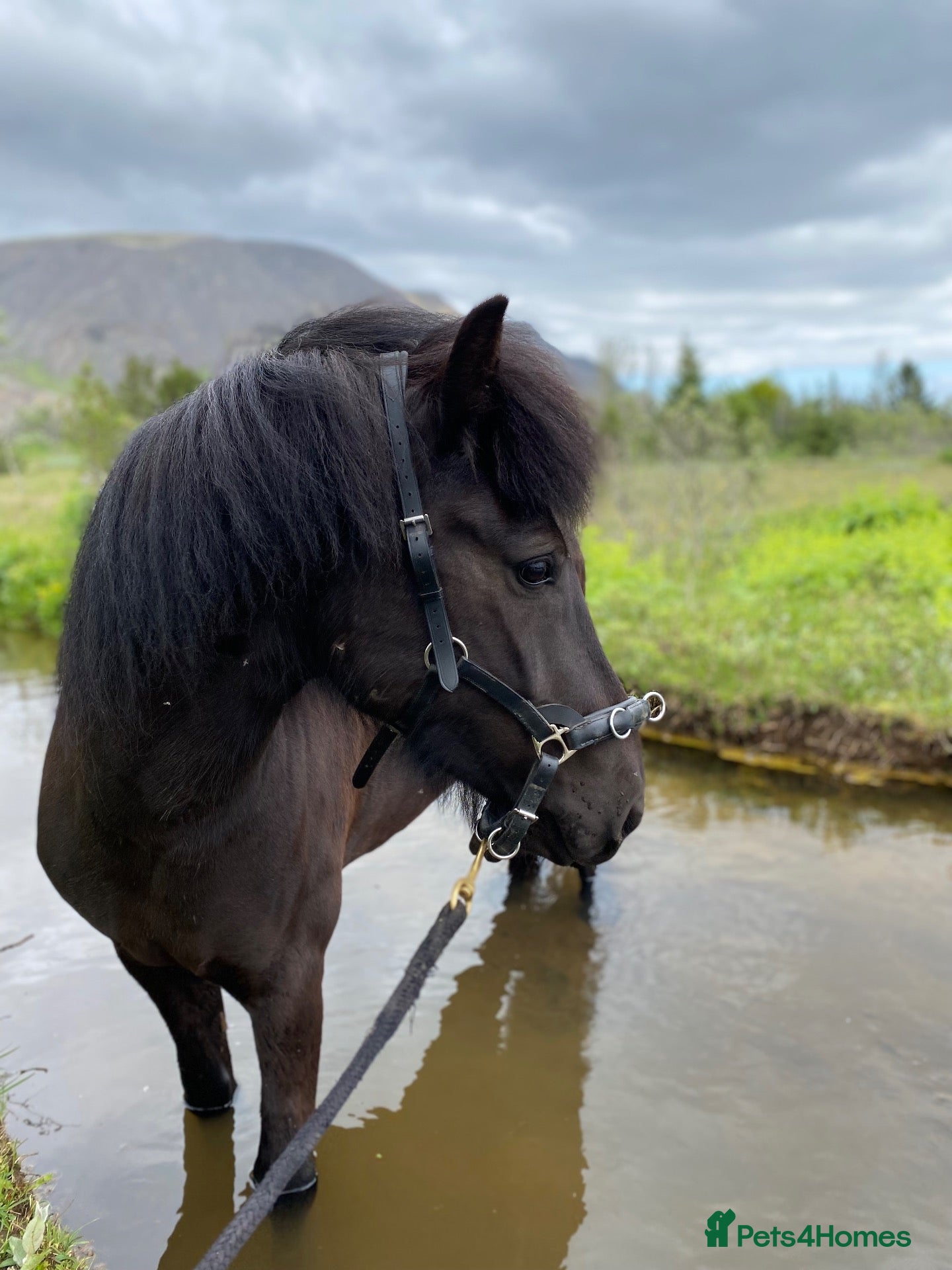 Icelandic horse horses Icelandic mare  - Advert 1