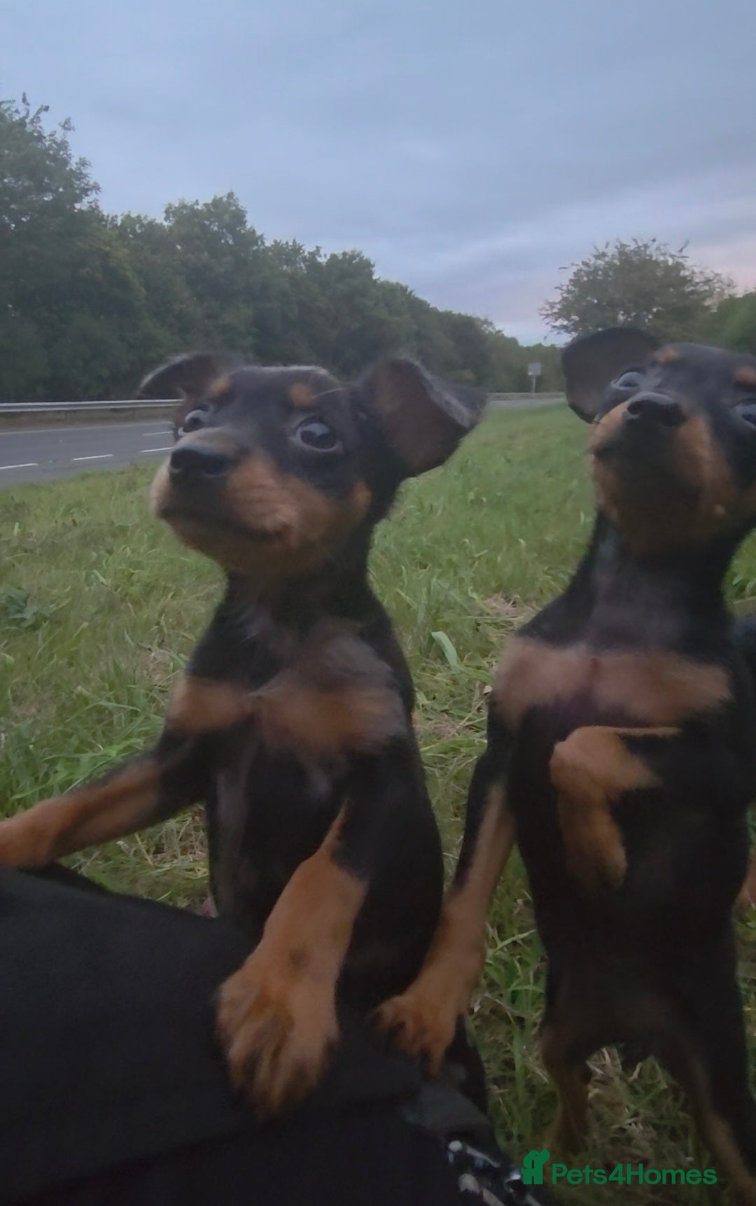 Miniature Pinscher dogs for sale: Miniture Pinscher/Prague Ratter  - Image 4