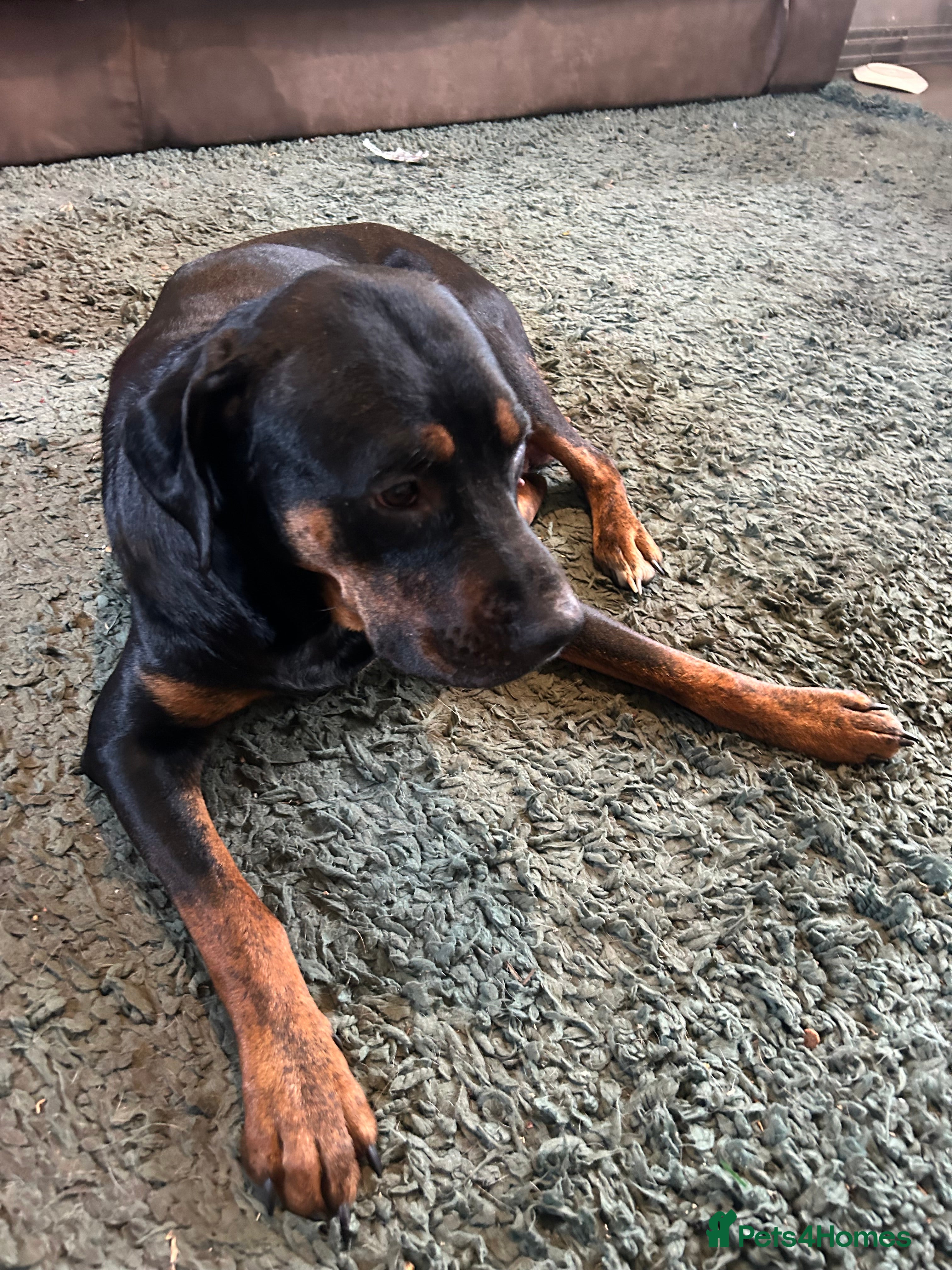 Mixed Breed dogs 🐾 11 Adorable Puppies From an Accidental Litter - Advert 1