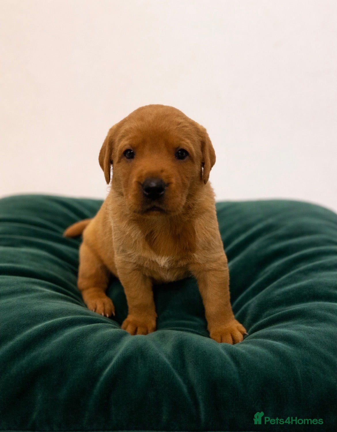 Labrador Retriever dogs Stunning health tested kc labrador litter  - Advert 8