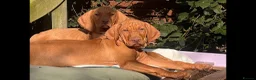 Hungarian Vizsla dogs for sale: Pedigree Hungarian Vizsla’s !! 🐶🐶 - Advert 4