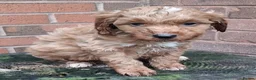 Cockapoo dogs for sale: ** BEAUTIFUL LITTER OF COCKAPOO PUPPIES ** - Advert 28