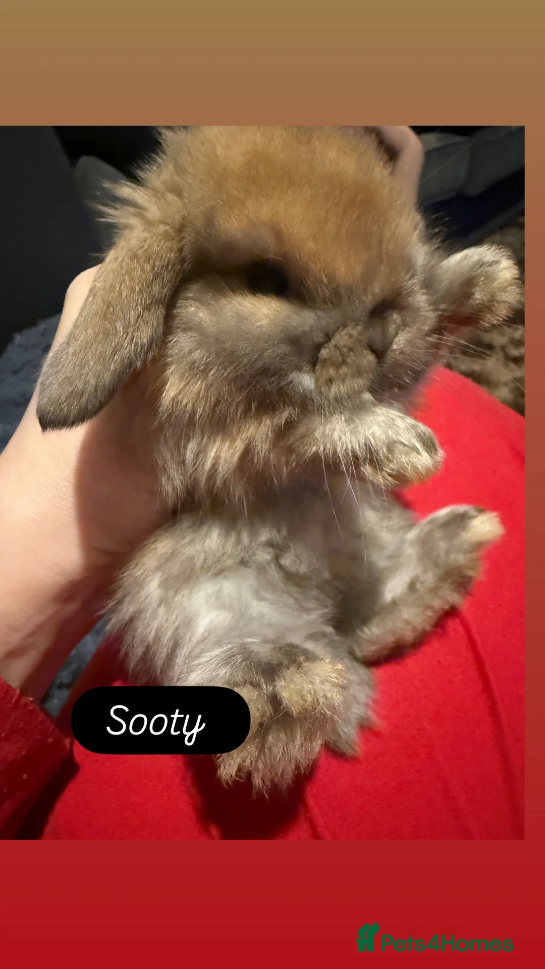 Mini Lop rabbits for sale: Gorgeous Mini Lops  - Advert 2