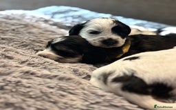 Cockapoo dogs for sale: F1 cockapoos beautiful litter 5 left* - Image 16
