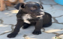 Mixed Breed dogs for adoption: LION - a Lovely young Boy, for a Loving Home - Image 4