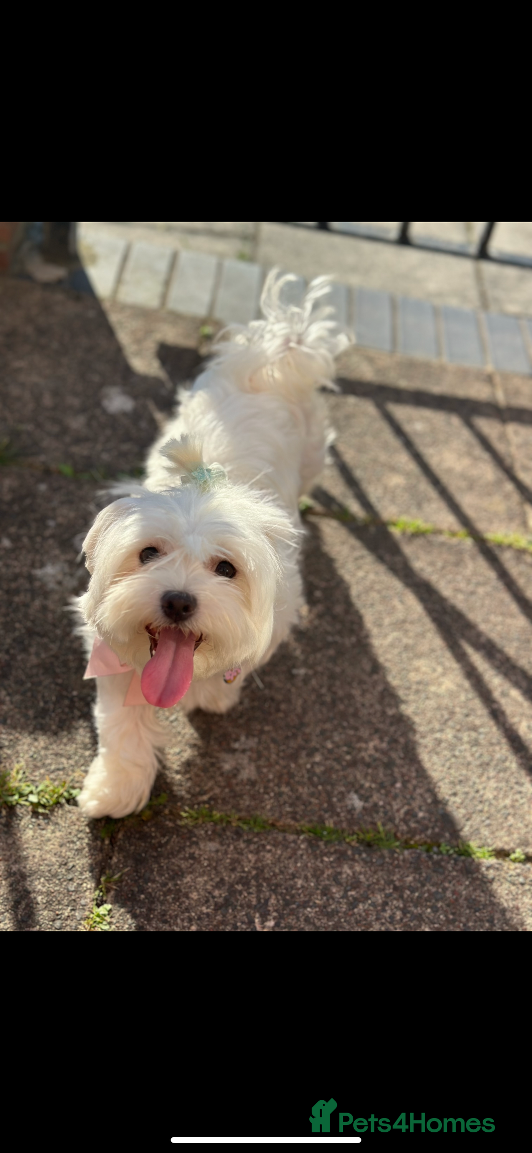 Maltese dogs for sale: Beautiful Female Maltese - Half Korean  - Image 4