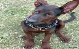 Mixed Breed dogs for sale: Laizhou Hong (Chinese red dog) puppies  in Rotherham - Image 18