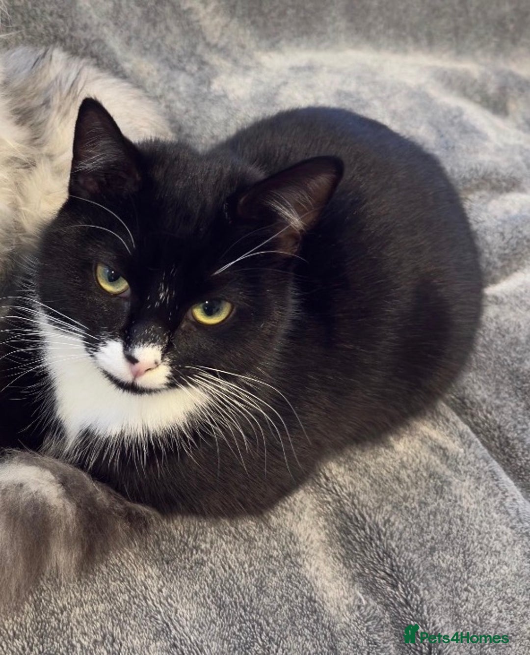 Mixed Breed cats for sale: Kittens for sale  - Advert 2