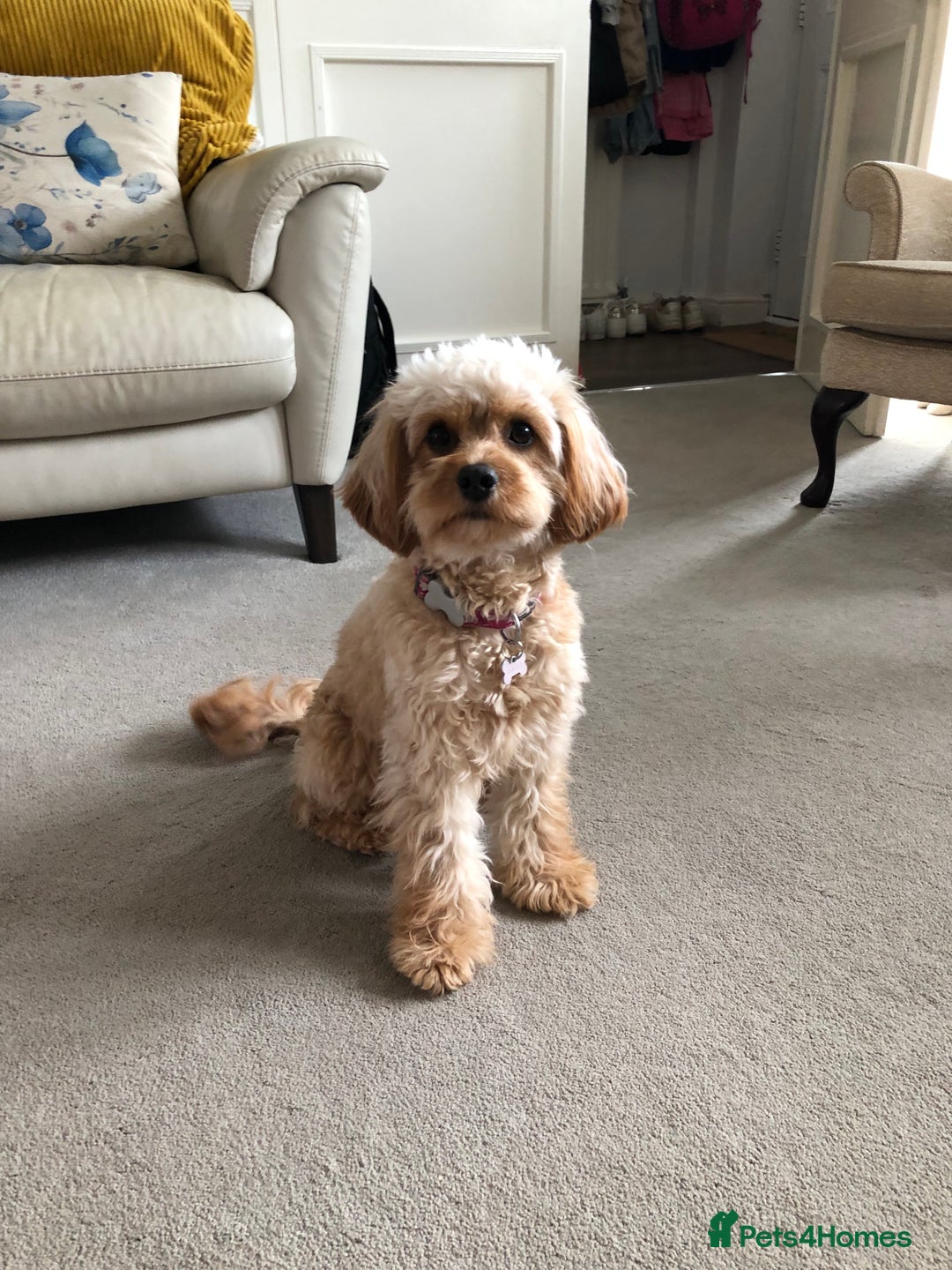 Cavapoo dogs for sale: Toy Cavapoo puppies  - Advert 8