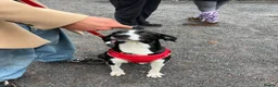 Mixed Breed dogs for adoption: Panda is looking for her forever home  in Newton Abbot - Advert 11