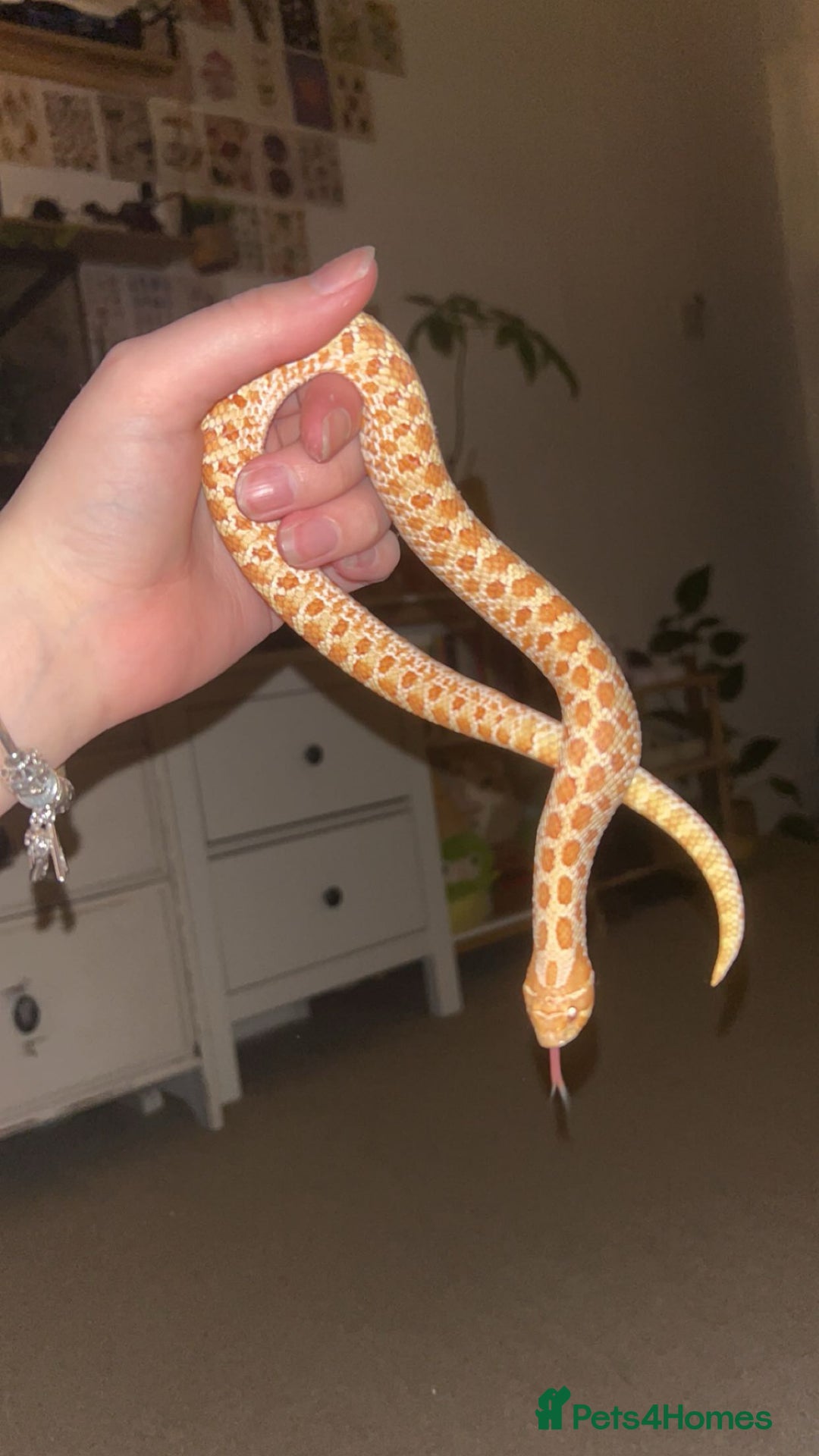 Snake reptiles for sale: Hognose snake - Advert 1