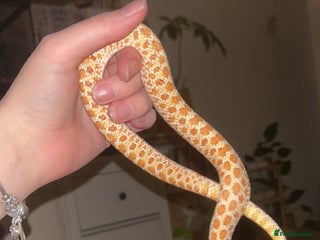 Snake reptiles Hognose snake - Advert 8