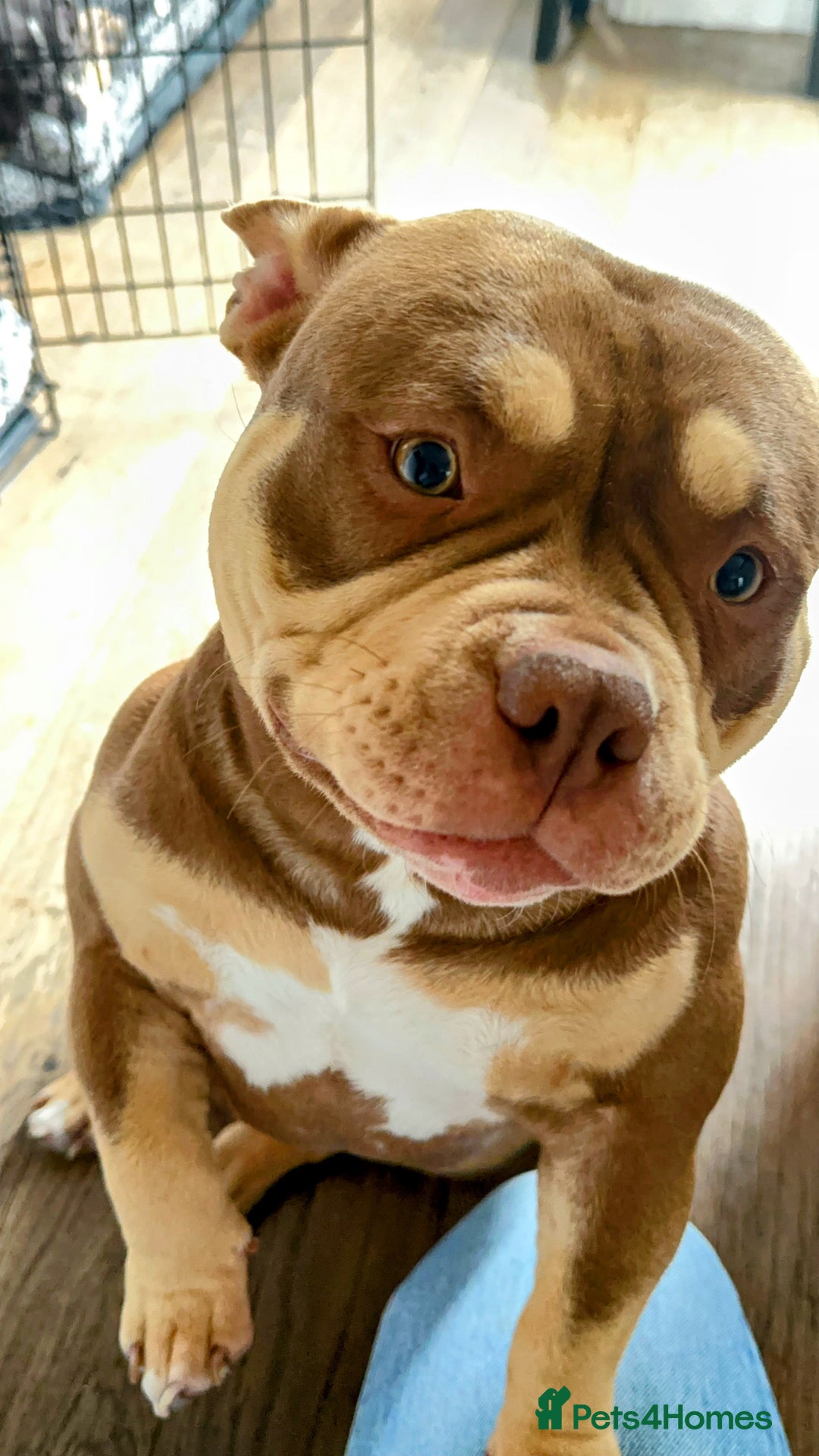 American Bully dogs for sale: American Bully Pocket Looking for a Loving Home - Advert 2