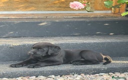 Labrador Retriever dogs for sale: KC Reg Pups, Excellent Pedigree, Ready This Week - Image 4