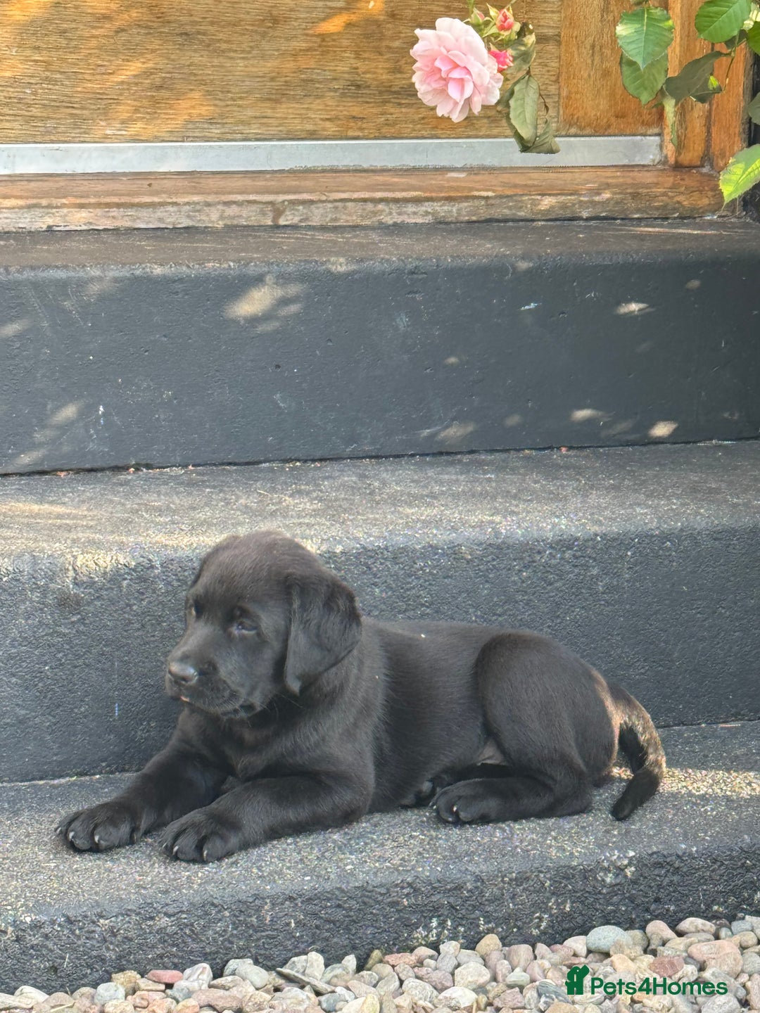 Labrador Retriever dogs for sale: KC Reg Pups, Excellent Pedigree, Ready This Week - Image 4