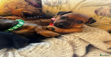 Patterdale Terrier dogs - Advert 5
