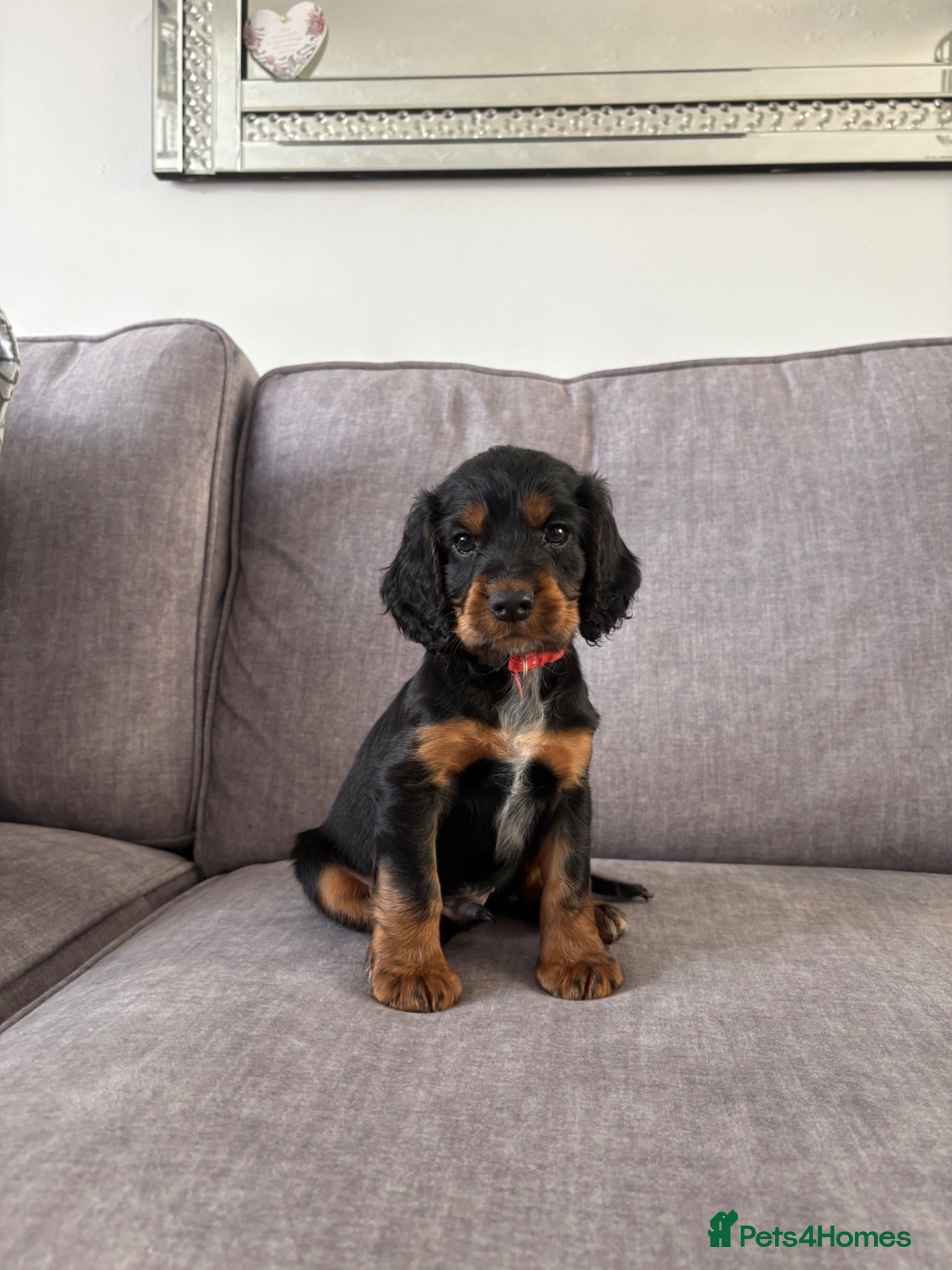Cocker Spaniel dogs Beautiful tri coloured cocker spaniel pups   - Advert 1