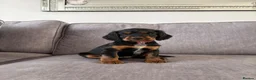 Cocker Spaniel dogs for sale: Beautiful tri coloured cocker spaniel pups   - Advert 17