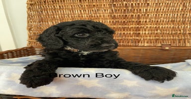 Cockapoo dogs - Advert 5