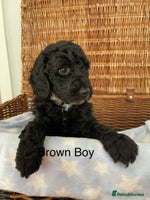 Cockapoo dogs - Advert 5