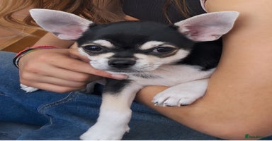 Chihuahua dogs - Advert 3