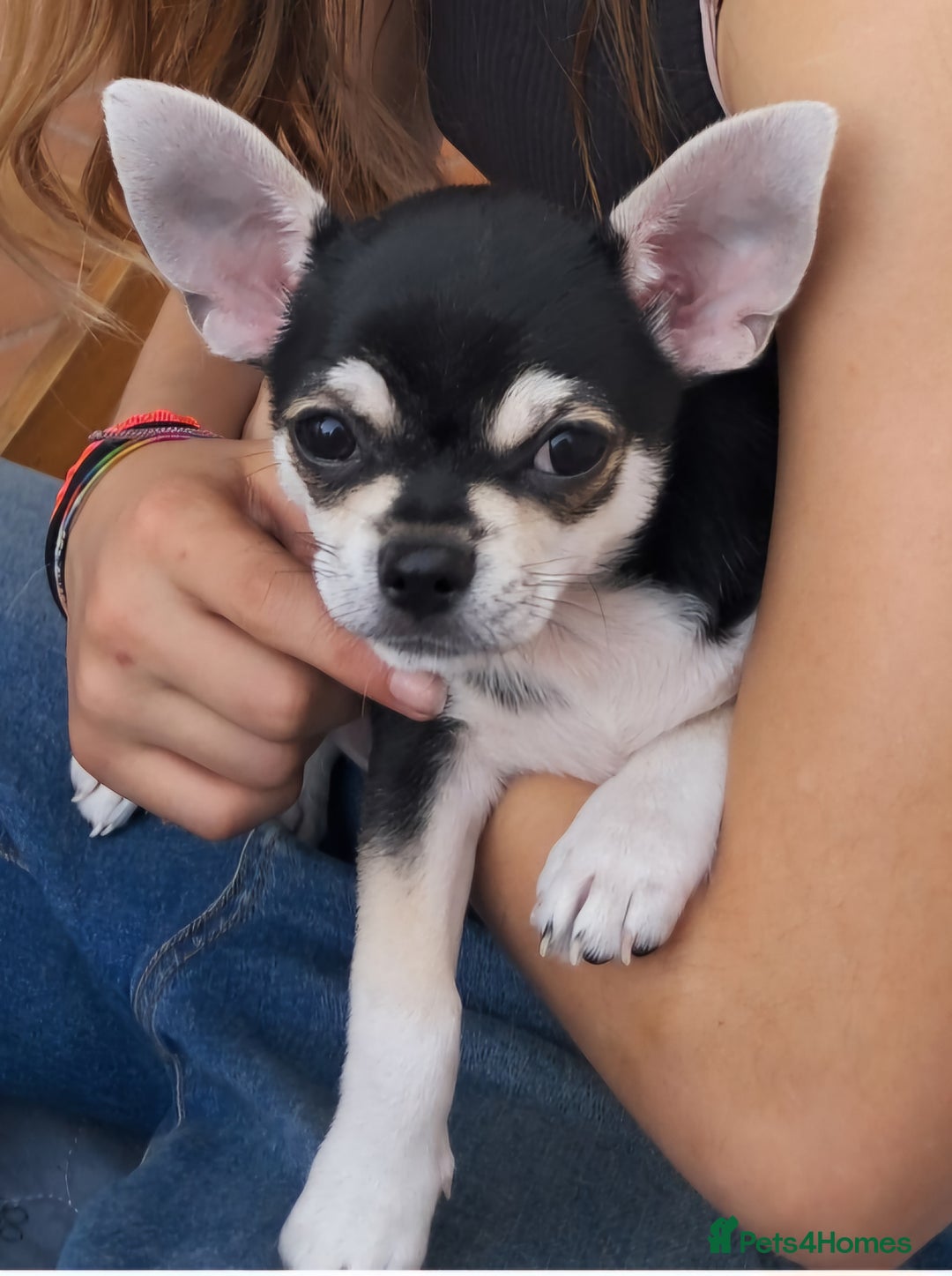 Chihuahua dogs for sale: EU pet Passport holder chihuahua male - Image 3