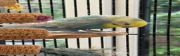 Budgerigars birds for sale: Male Rainbow Budgie with large cage and stand - Advert 5