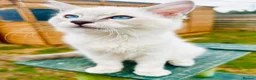 Ragdoll cats for sale: GCCF RAGDOLLS  - Advert 2