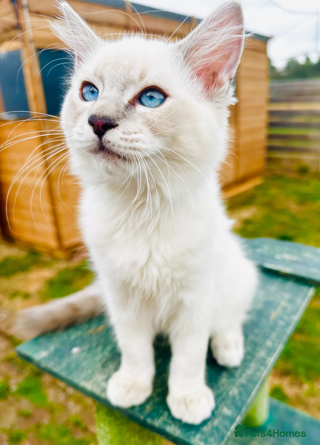 Ragdoll cats for sale: GCCF RAGDOLLS  - Advert 2