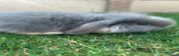Mini Lion Lop rabbits for sale: lop x Lion head baby bunnies  - Advert 5