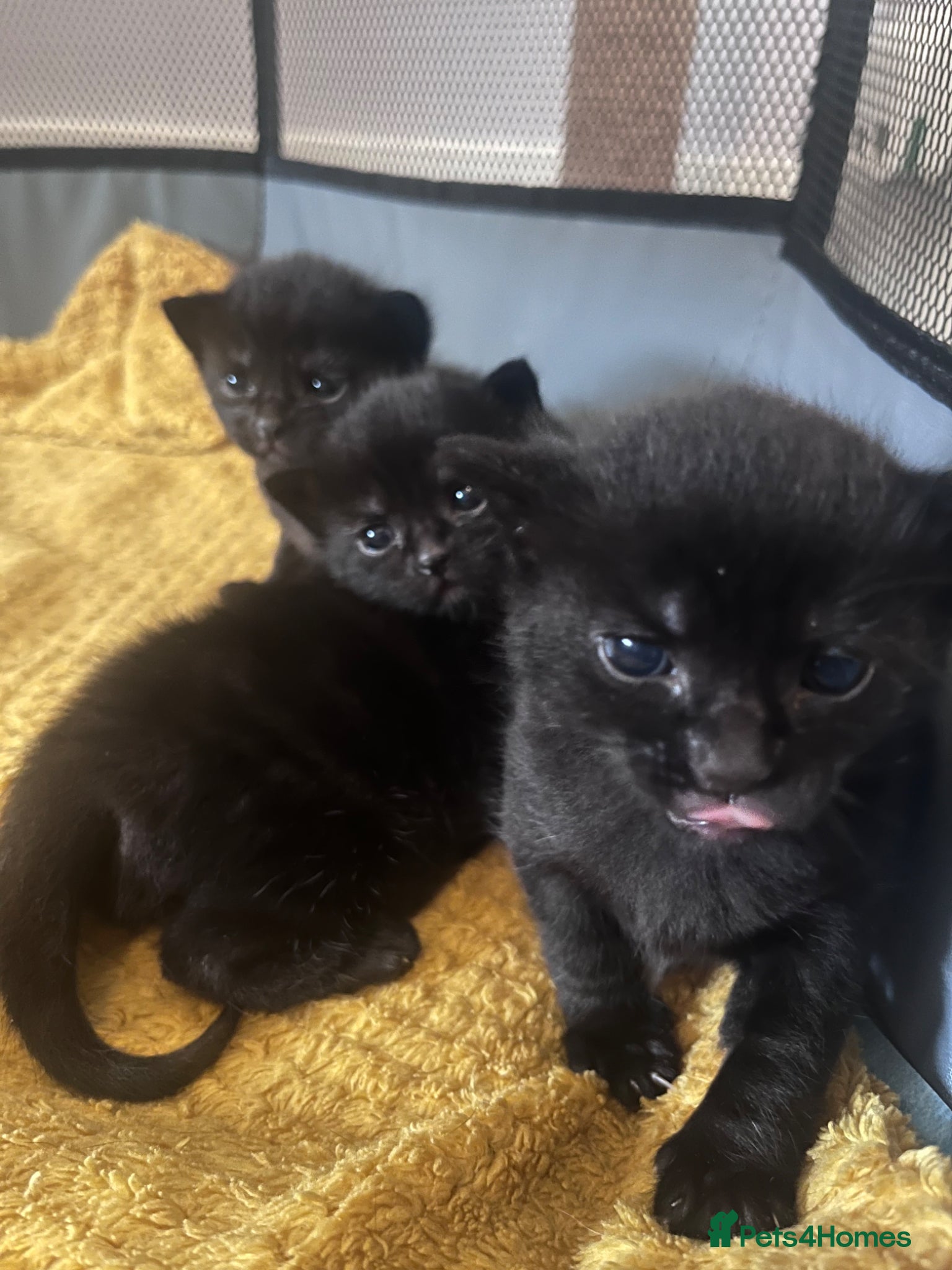 Domestic Shorthair cats 3 black kittens for sale  - Advert 11