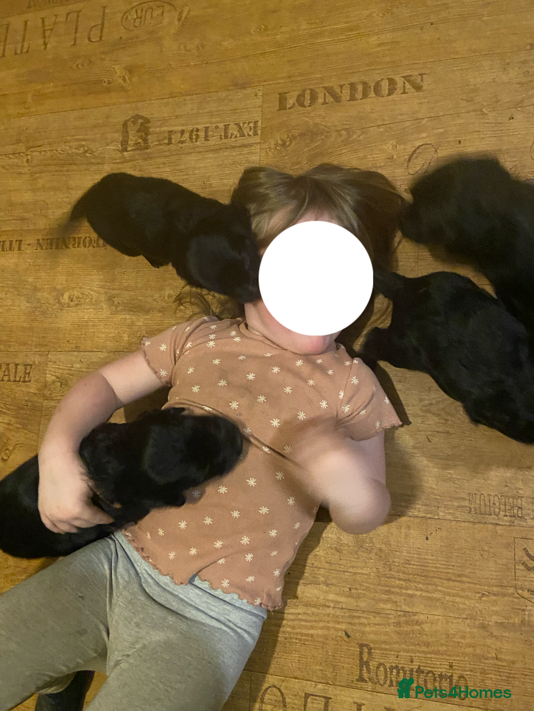 Cocker Spaniel dogs for sale: Beautiful working cocker spaniel pup - Advert 8