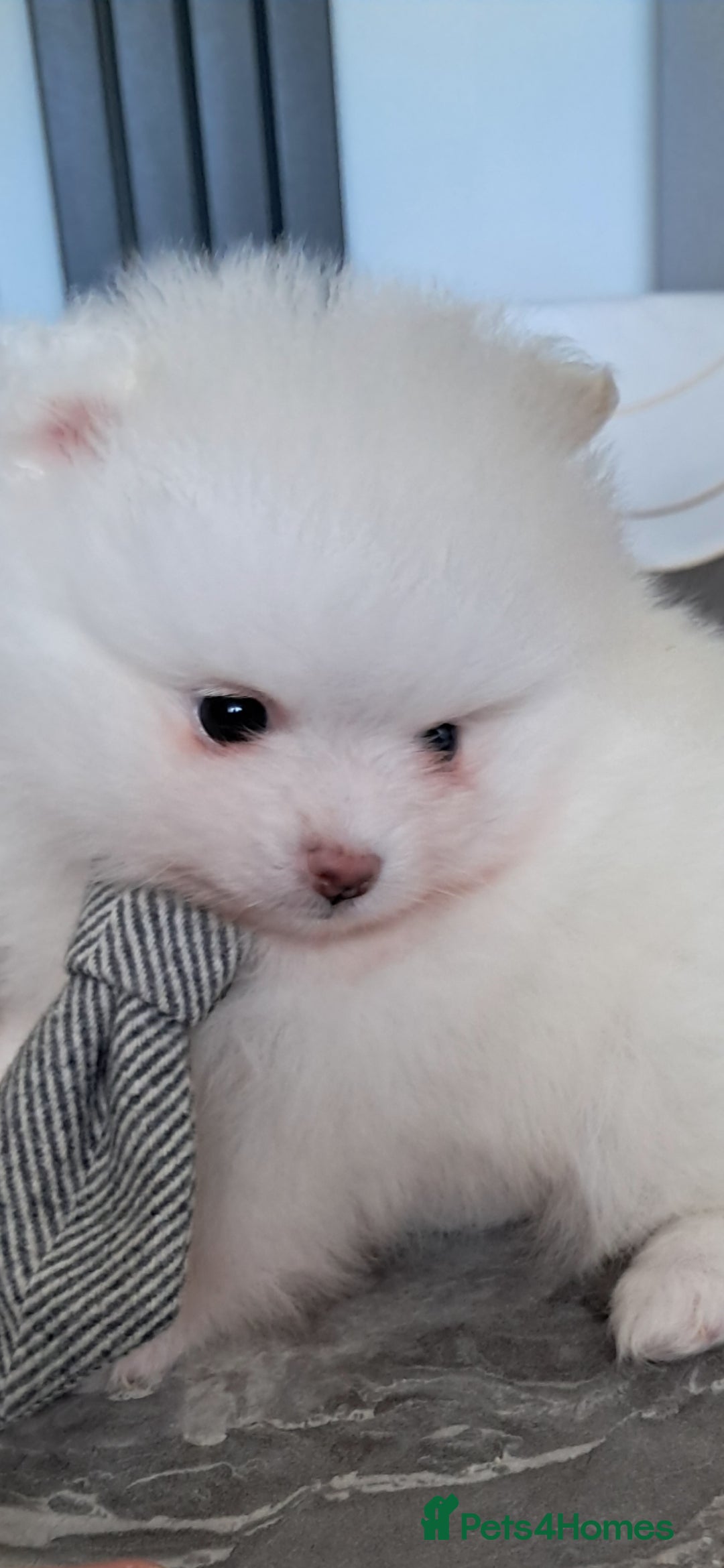Pomeranian dogs for sale: Handsome Pomeranian - Image 6