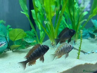 Cichlids fish 2 X Firecracker Tropheus - Lake Tanganyika - Advert 10