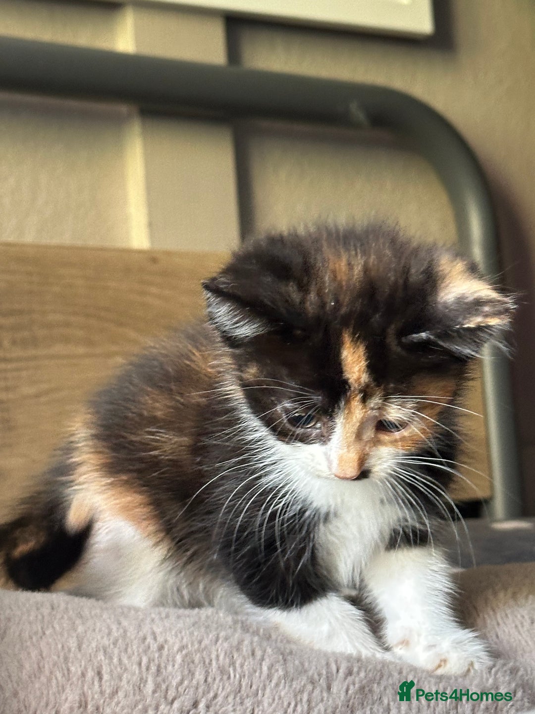 Mixed Breed cats for sale: Kittens - Image 9