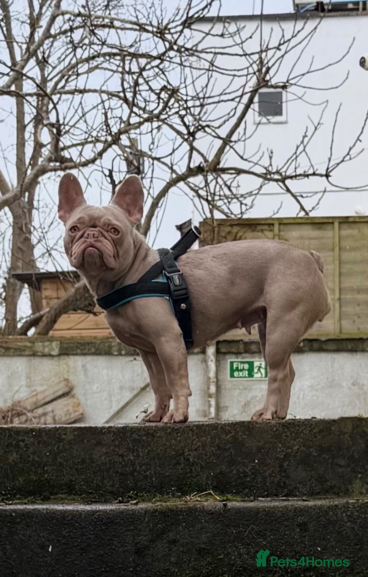 French Bulldog dogs French bulldog for rehoming - Advert 1