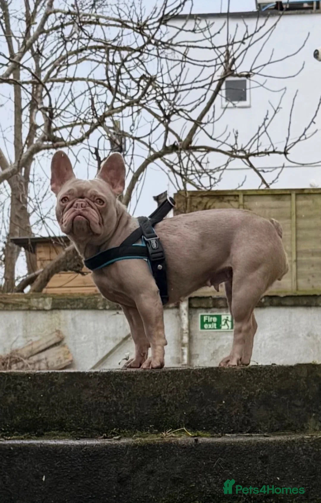 French Bulldog dogs for sale: French bulldog for rehoming - Advert 1