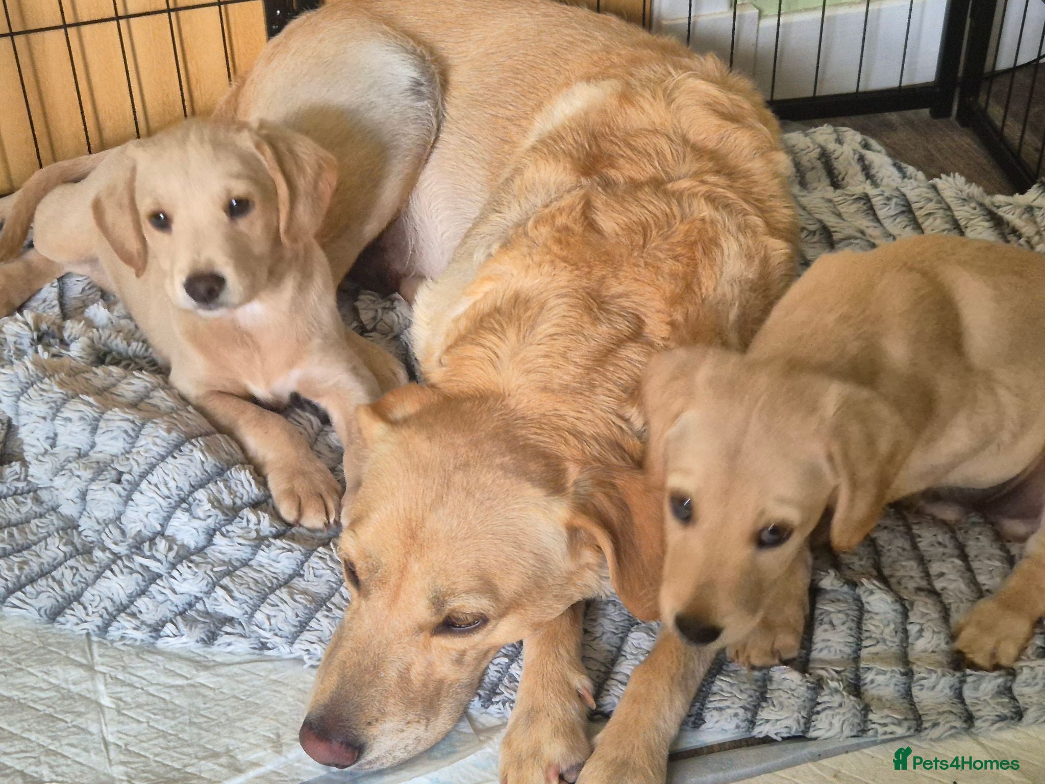 Labradoodle dogs Labrador cross puppies - Advert 11