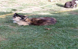 Mixed Breed cats for sale: Gorgeous kittens for sale  - Image 7