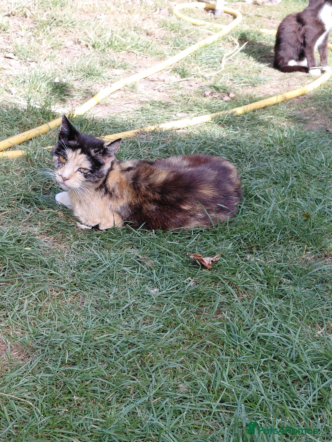 Mixed Breed cats for sale: Gorgeous kittens for sale  - Image 7