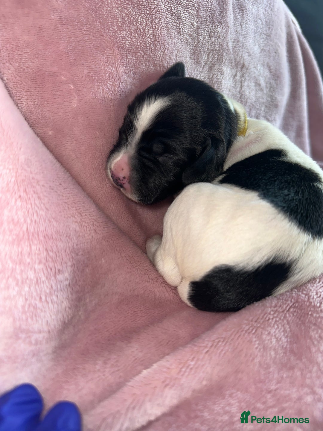 English Springer Spaniel dogs for sale: English springer spaniel.Ready to leave 21/11/25 - Image 23