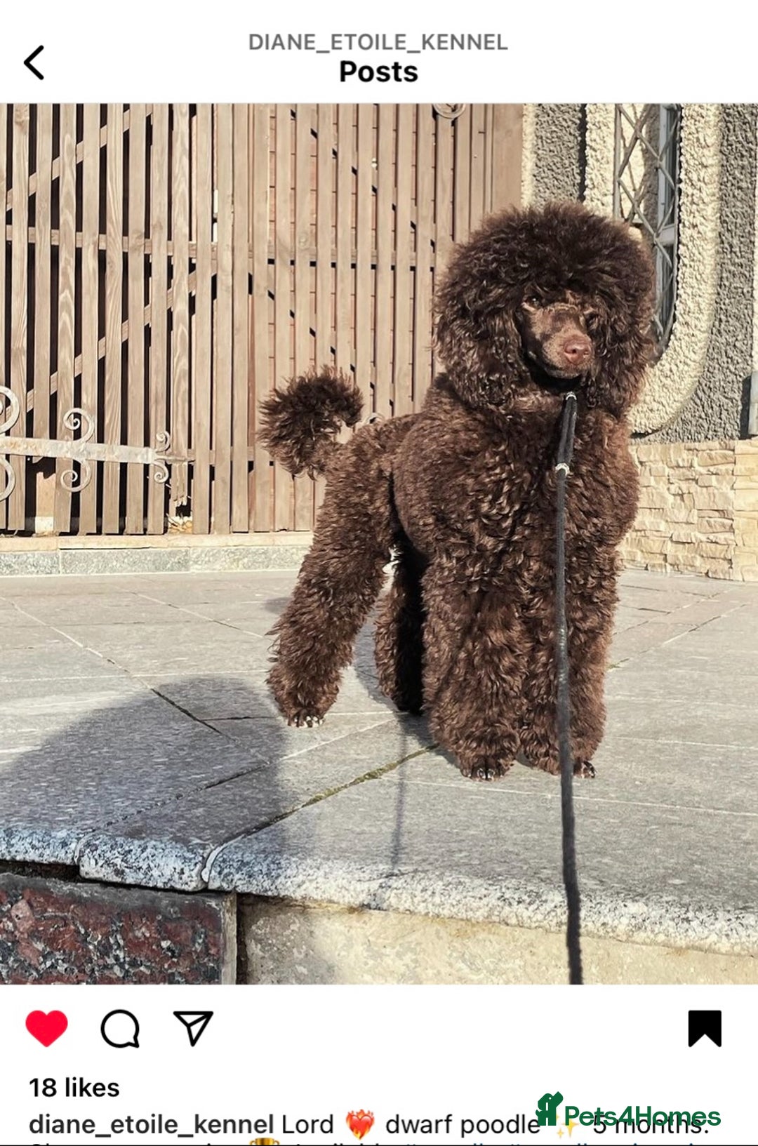 Cavapoo dogs for sale: Stunning premium F1 Cavapoos 🥰 DNR tested parents - Image 25