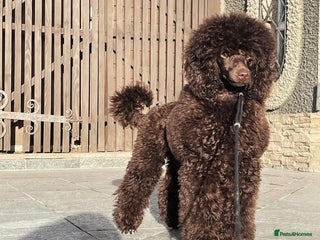 Cavapoo dogs for sale - Advert 1