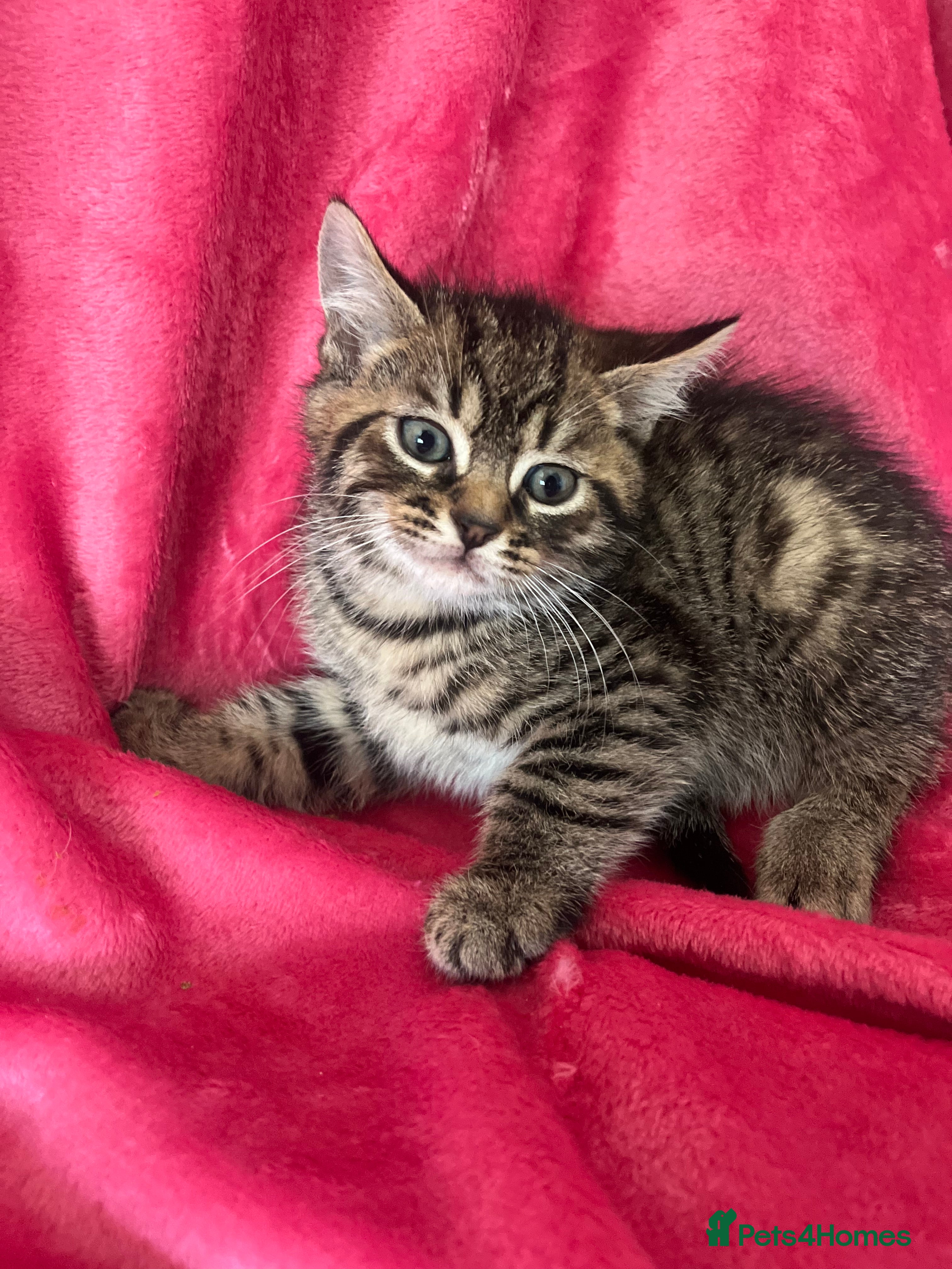 Mixed Breed cats Kittens ready to leave  - Advert 12