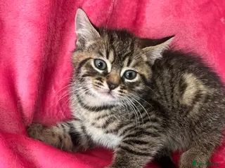 Mixed Breed cats Kittens ready to leave - Advert 12