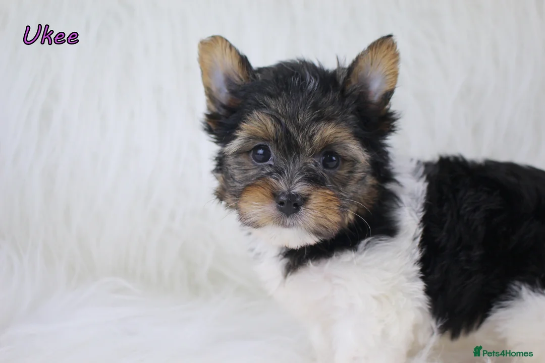 Biewer Terrier dogs for sale: ✨ Stunning Biewer & Merle Yorkies – Ready 09 Apr ✨ - Advert 2