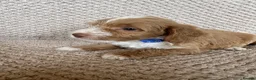 Jackapoo dogs for sale: 🐾 6 Beautiful Jackapoo Puppies 🐾  - Advert 8