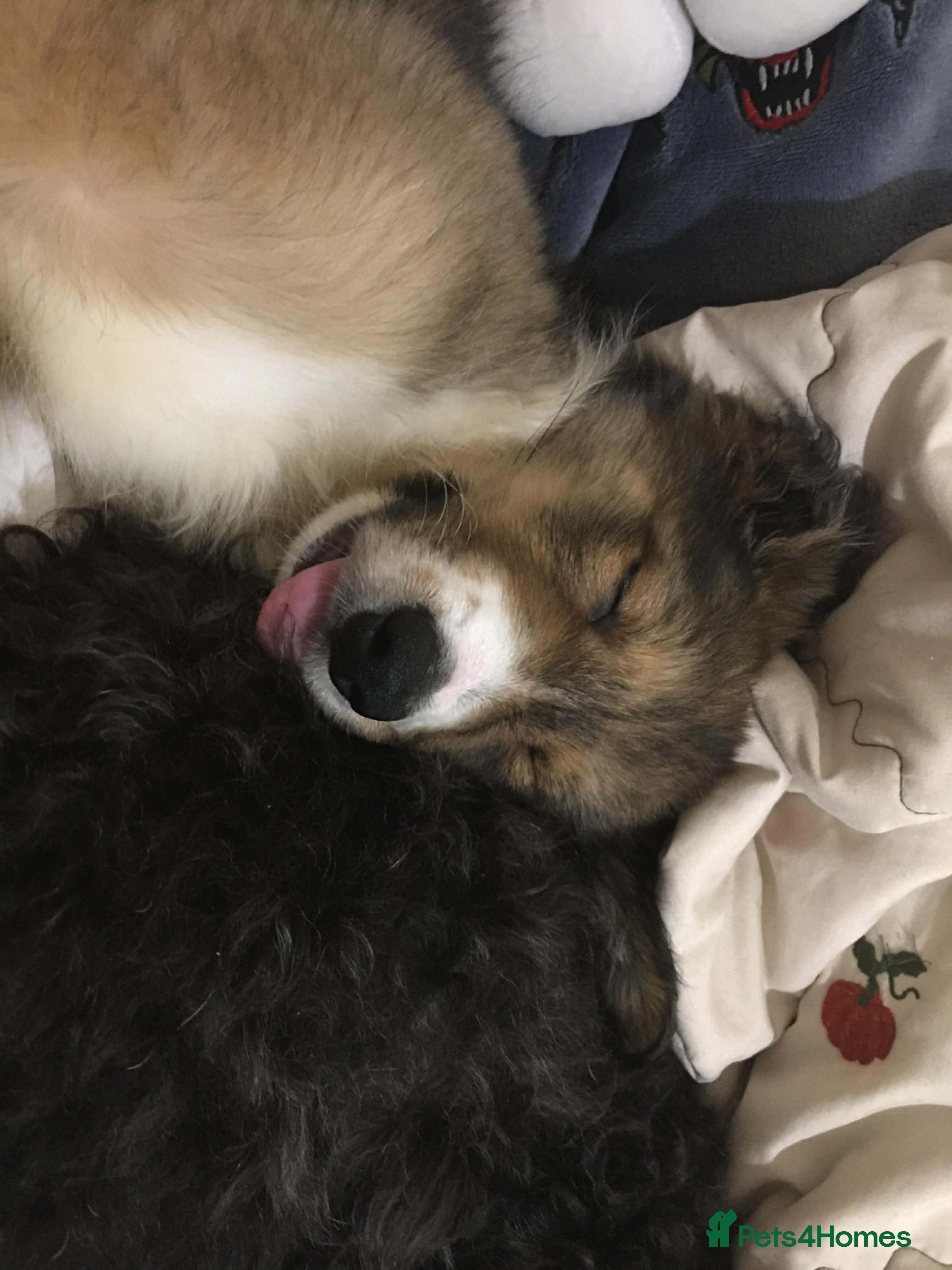 Mixed Breed dogs Shollie  puppy  - Advert 1